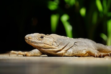 Iguana basking in the sun in Costa Rica