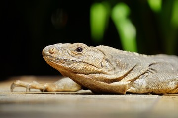 Iguana basking in the sun in Costa Rica