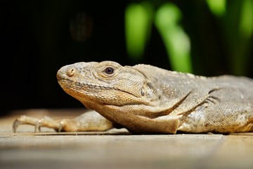 Iguana basking in the sun in Costa Rica