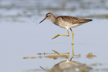 Side view of walking Wood Sandpiper at the shallow water