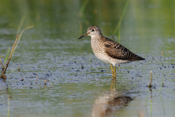Wood Sandpiper at the shallow water