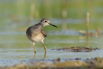 Wood Sandpiper looks at something interesting