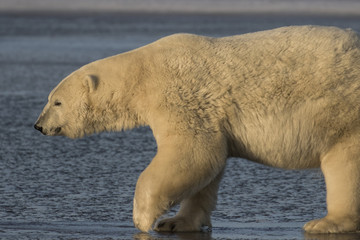 Obraz na płótnie Canvas Polar Bear in profile