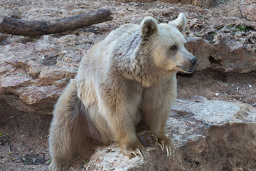     Brown Bear 