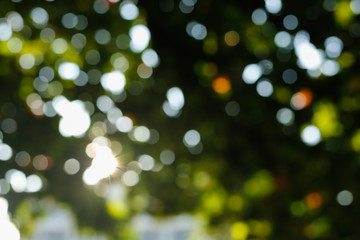 sunlight through leaves on tree, image blur bokeh background
