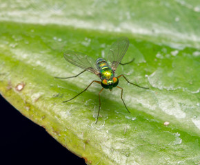 Green flies with long legs
