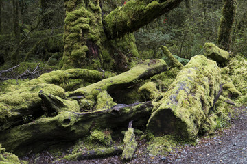 Bosque encantado en Fiordland, Isla Sur de Nueva Zelanda