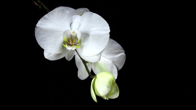 4K Time-lapse of orchid flower blooming on black background