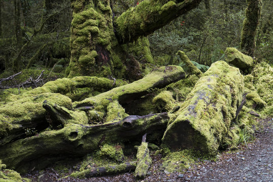 Fototapeta Bosque encantado en Fiordland, Isla Sur de Nueva Zelanda