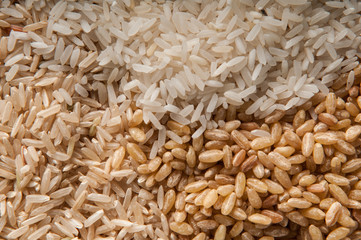 Concept of food in the world