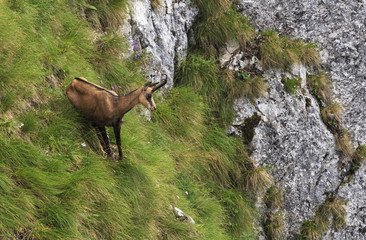 Chamois descending on a mountain