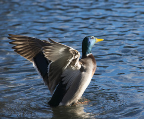 Obraz premium Erpel der Stockente (Anas platyrhynchos) schlägt im Wasser mit den Flügeln, Hessen, Deutschland 