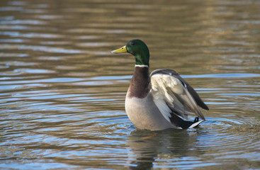 Erpel der Stockente (Anas platyrhynchos) schlägt im Wasser mit den Flügeln, Bergpark Wilhelmshöhe, Kassel, Hessen, Deutschland