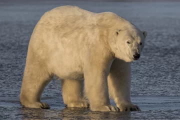 Foto op Canvas Standing Polar Bear © akaurora