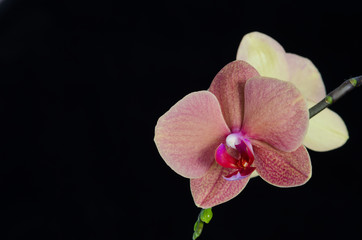 orchid flower on black background
