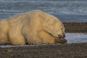 Polar Bear licking paw