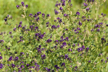 flower lucerne