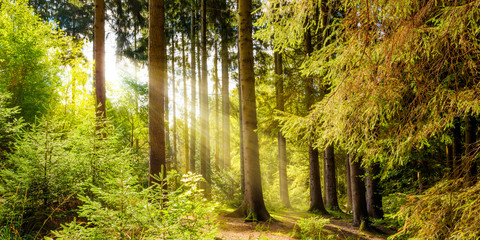 Wald Landschaft im Sommer mit Sonnenstrahlen