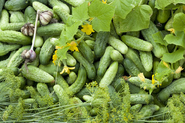 cucumbers