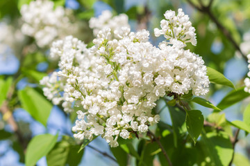 blooming lilac in the botanical garden