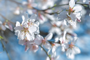 Spring flowering fruit trees