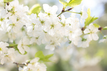 spring tree