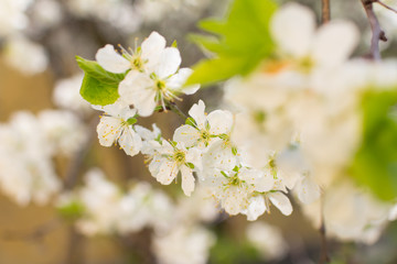 Obraz premium spring tree