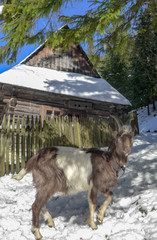 Goat in Oblazy, Slovakia