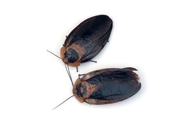 Death's Head Cockroach © azureus70