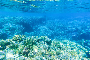 Tranquil underwater