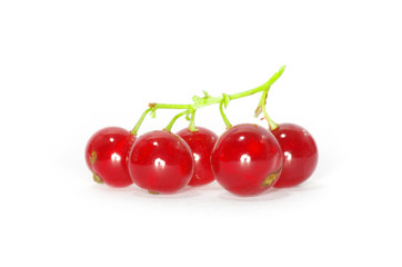 red currants on a white background