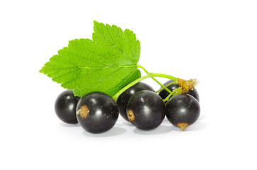 Black currant on the white background