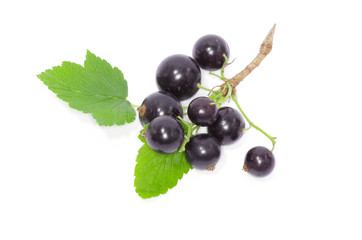 Fototapeta premium Black currant on the white background