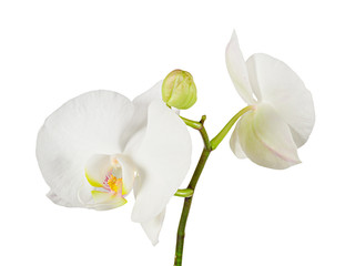 Naklejka na ściany i meble White phalaenopsis orchid flowers