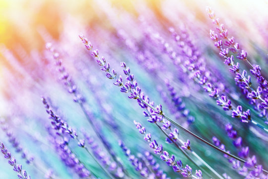 Fototapeta Lavender flower background
