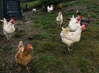 free-range chiken. hens cock