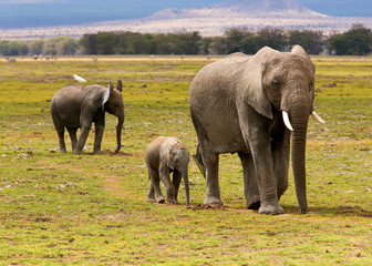 Słonie w Amboseli © saramia