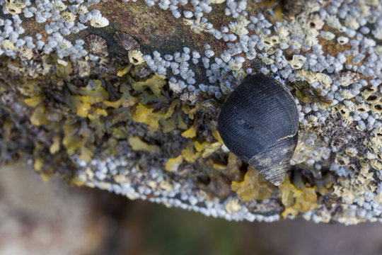 Common Periwinkle (Littorina littorea)