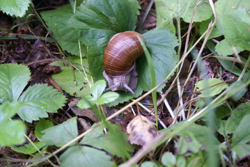 The grape snail creeps on a grass