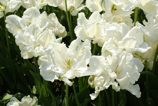 Fototapeta Tulips the white big