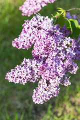 Obraz premium blooming lilac in the botanical garden