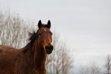 Quarter Horse