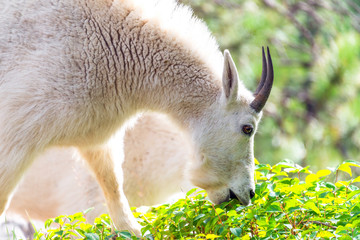 Closeup picture of a rocky mountain goat eating in Custer State Park