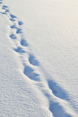 Fototapeta na wymiar Footprints in the snow.