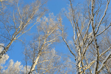 Fototapeta na wymiar Winter landscape with trees.