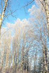 Winter landscape with trees.