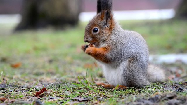 squirrel eating a walnut in a park close-up