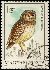 Little owl (Athene noctua) on postage stamp