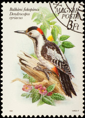Syrian woodpecker (Dendrocopos syriacus) on postage stamp