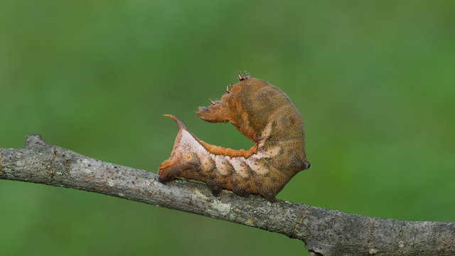 4K Virginia Creeper Sphinx (Darapsa myron) - Caterpillar 2